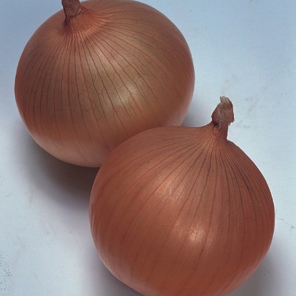 Picture of Onion Keepwell F1